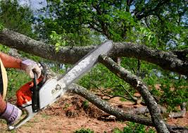 Lawn Renovation and Restoration in Homewood, IL